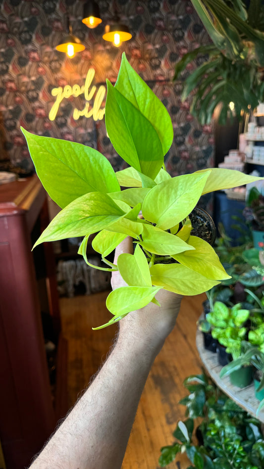 4” Neon Pothos