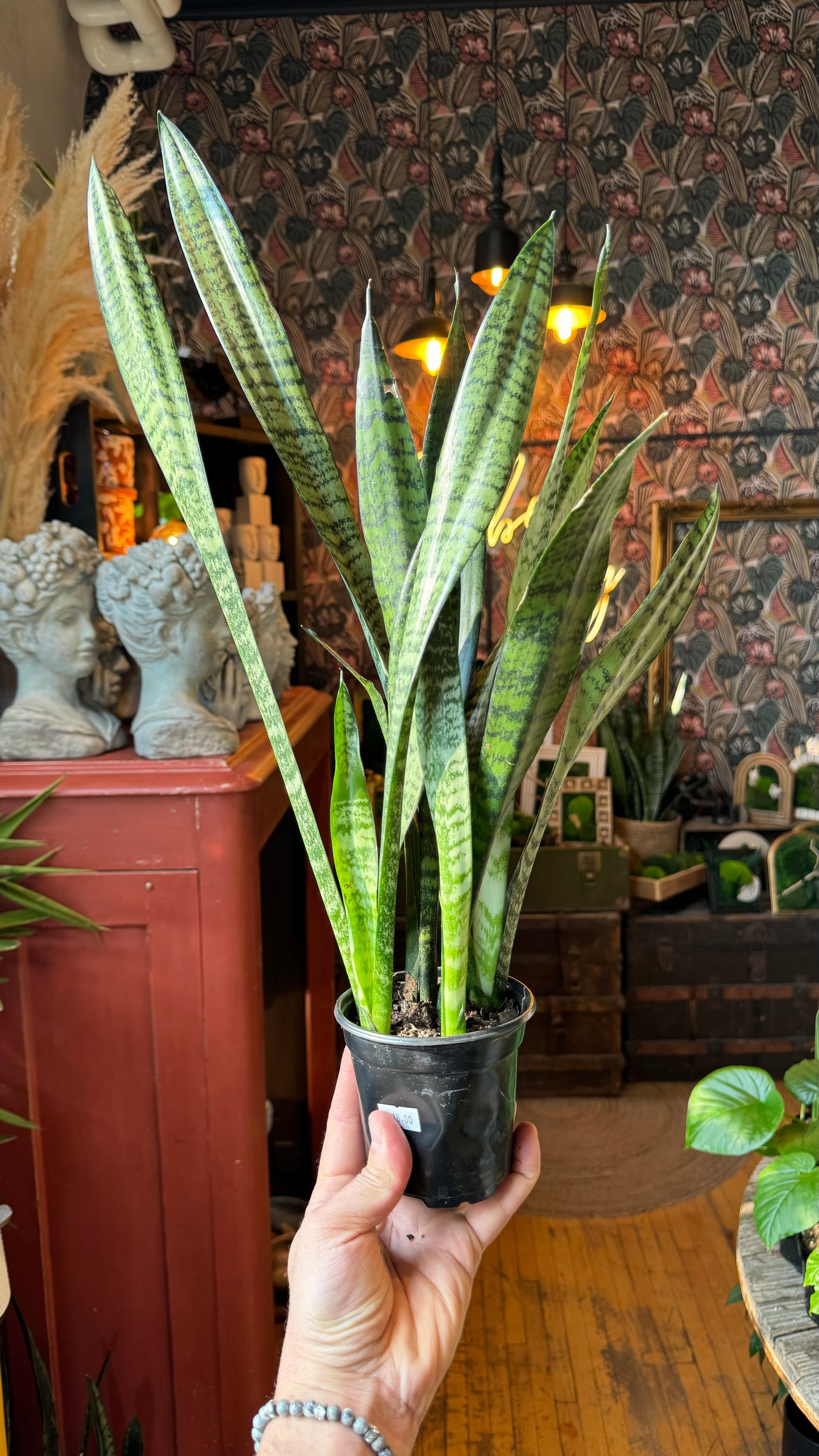 4” Zeylancia Sansevieria