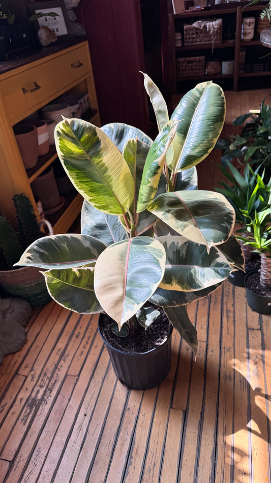 10” Tineke Rubber Plant