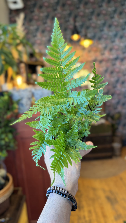 4” Autumn Fern