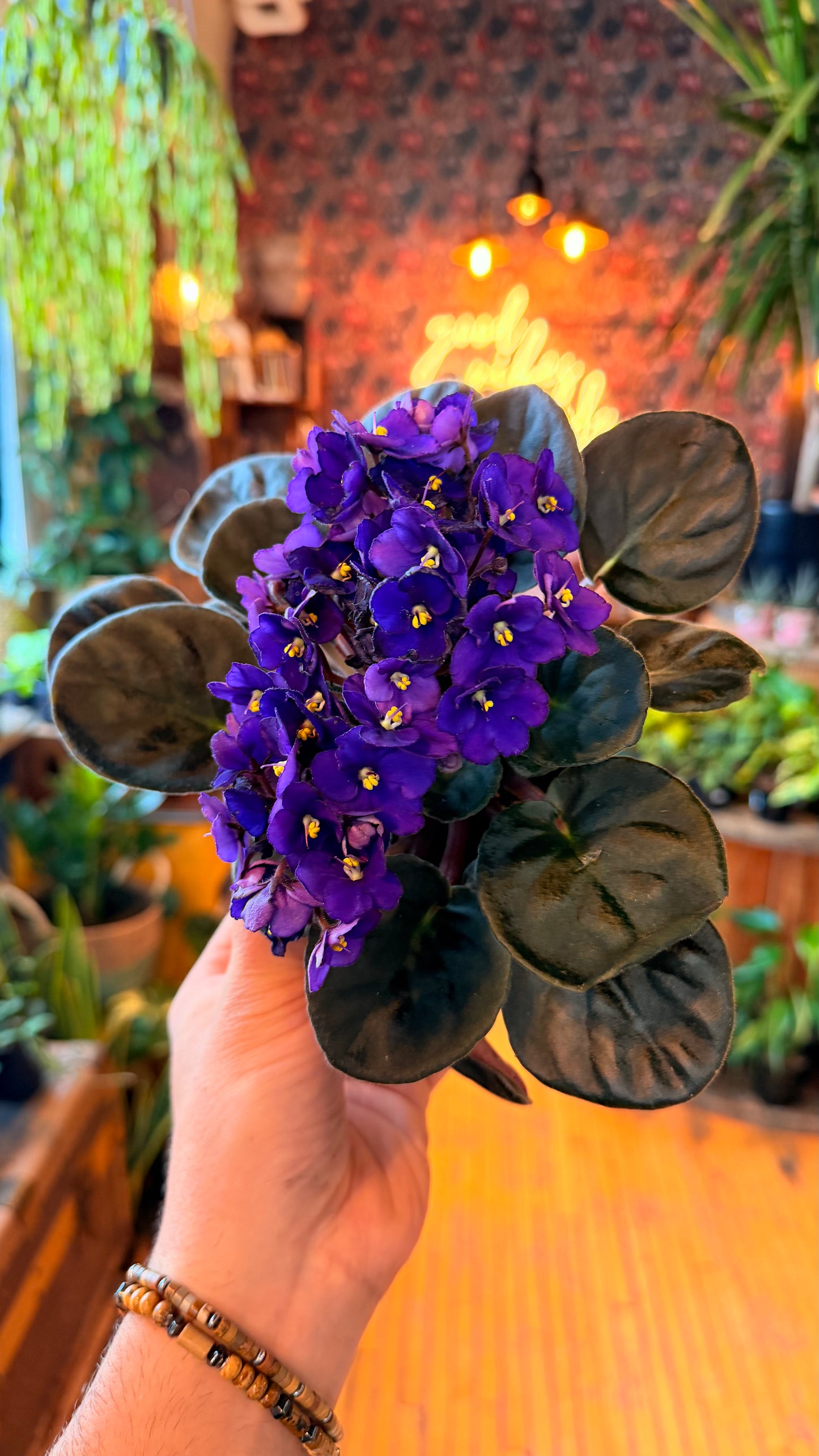 4” Assorted African Violets
