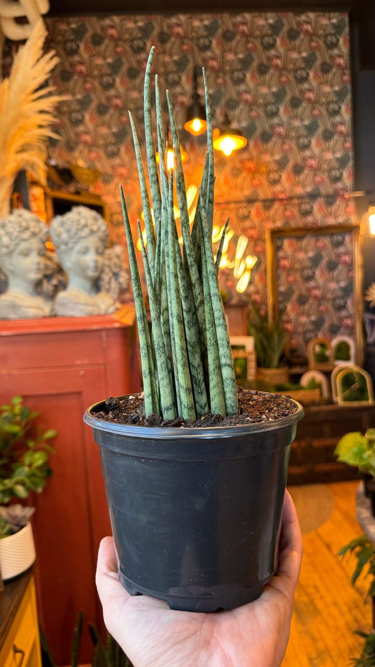 6” Fernwood Blue Ice Sansevieria