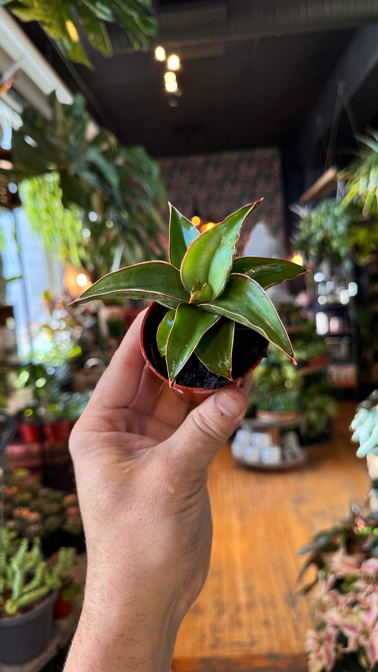 2.5” Blue Kew Snake Plant
