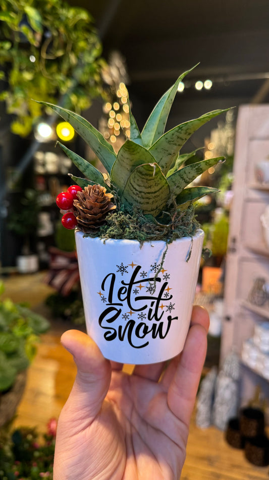 Let it Snow - Snake Plant Combo