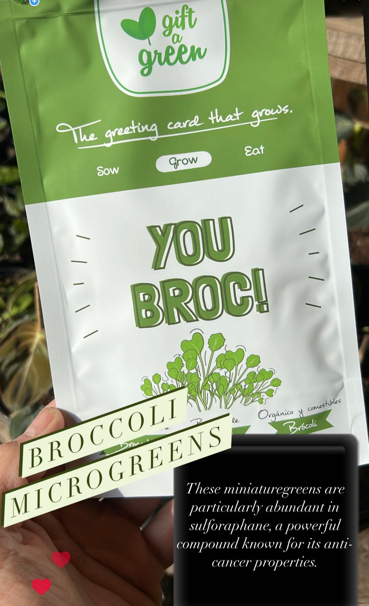 Broccoli Microgreens