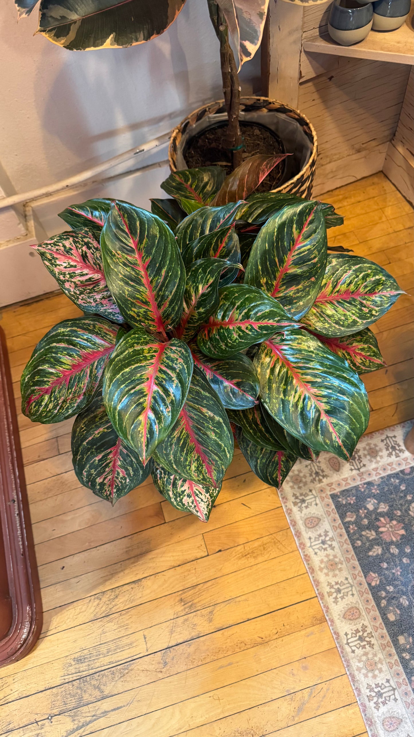 10” Red Emerald Aglaonema