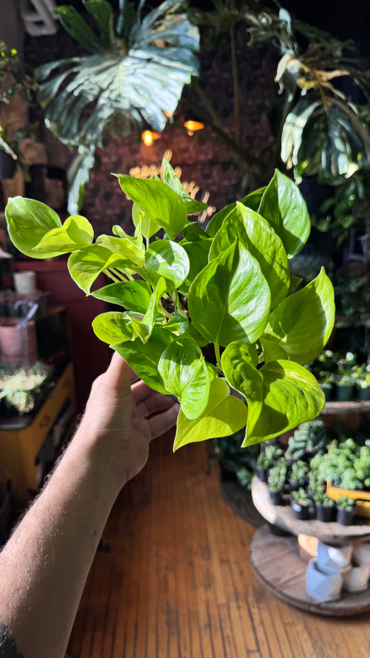 6” Champs Élysées Epipremnum