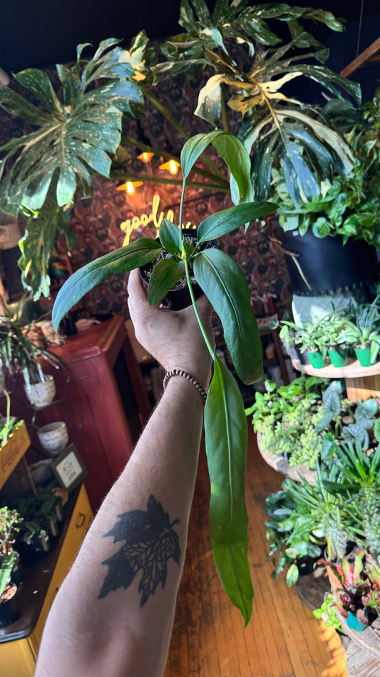 4” Anthurium Vittarifolium
