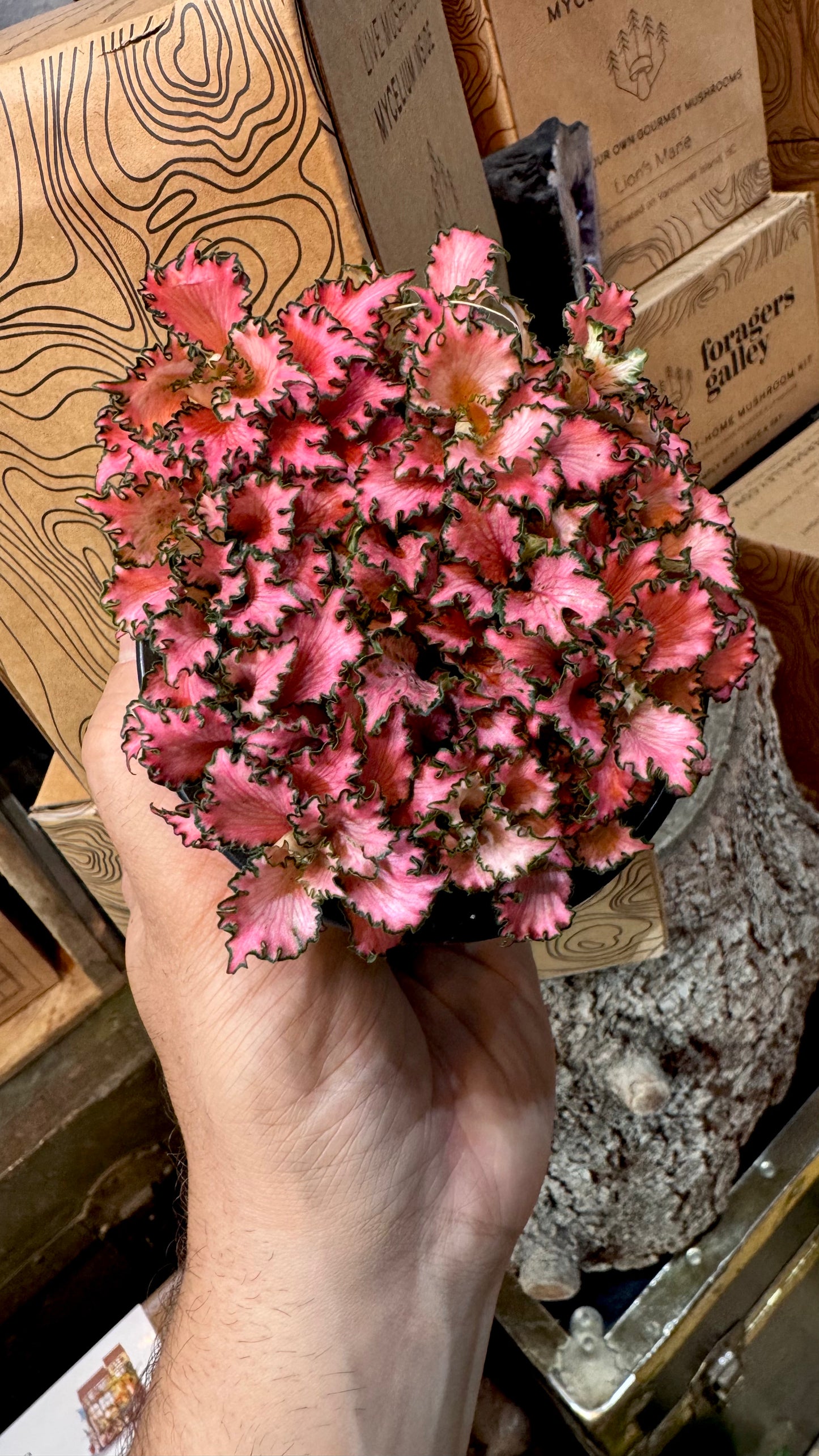 4” Pink Ruffles Fittonia