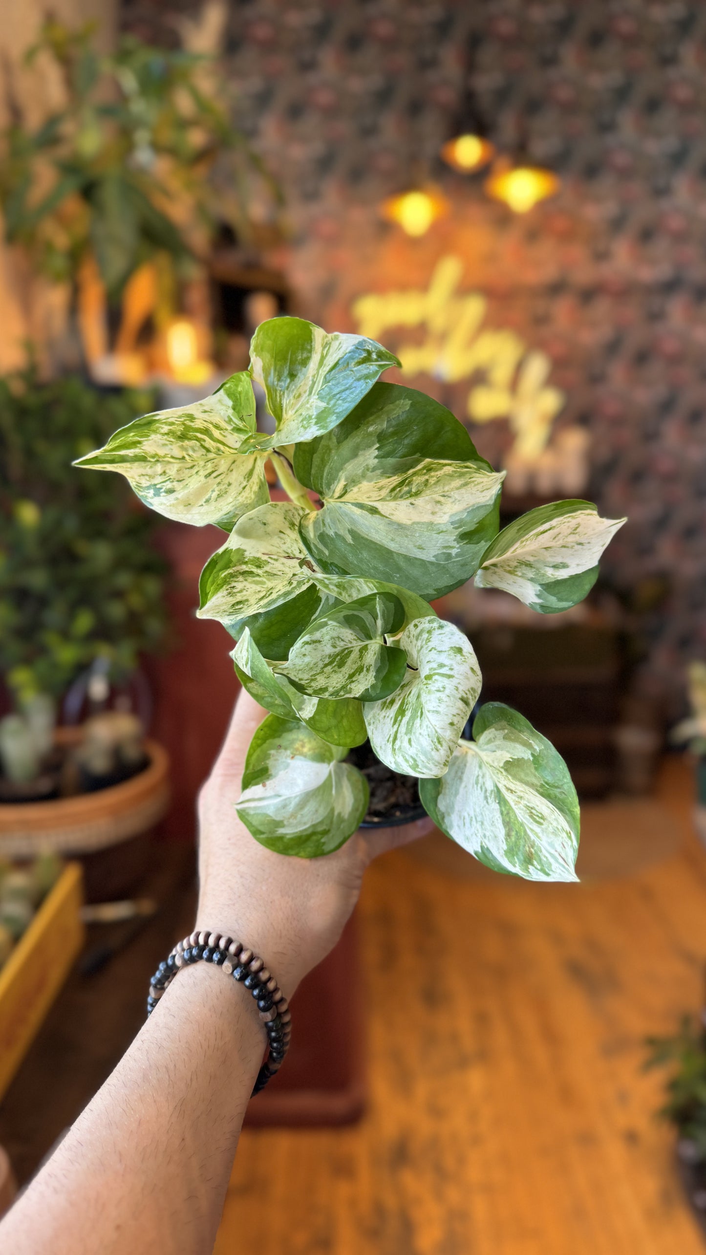 4” Manjula Pothos