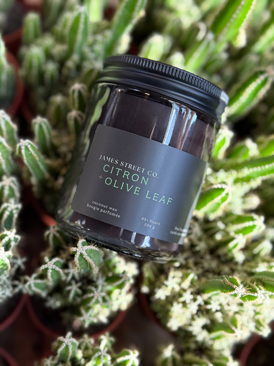 James Street Co. Citron + Olive Leaf Candle