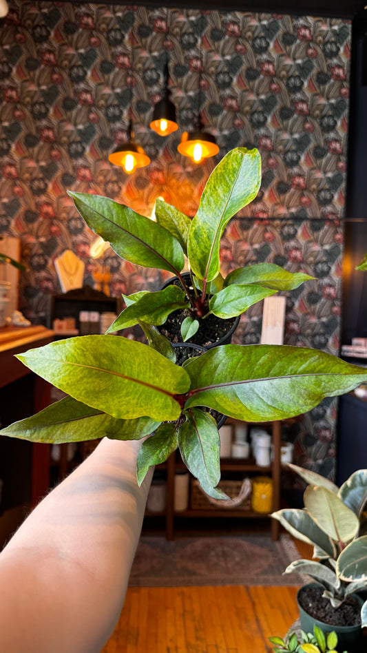 4” Anthurium Renaissance Varigated