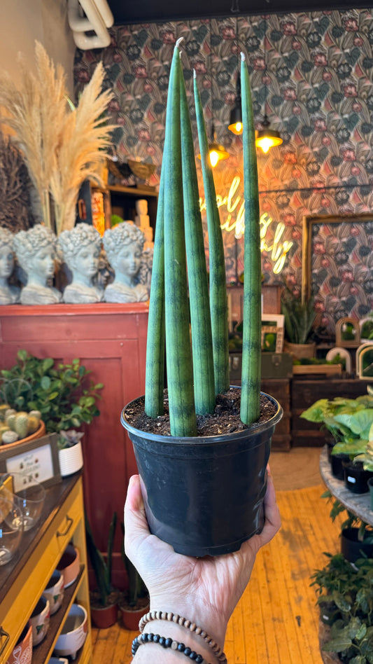 6” Dragon Fingers Sansevieria