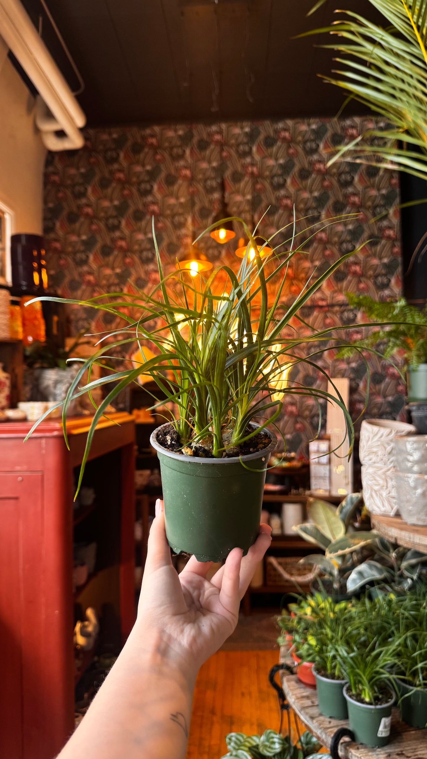 4” Ponytail Palm