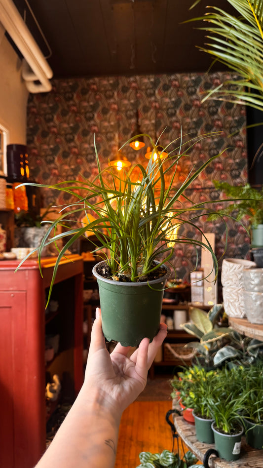 4” Ponytail Palm