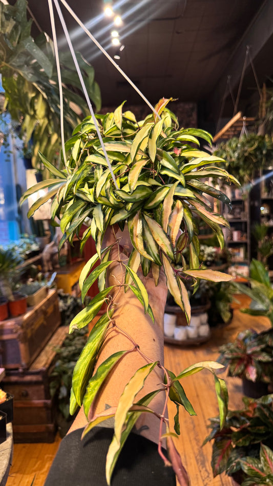8” Kentiana Variegated Hoya
