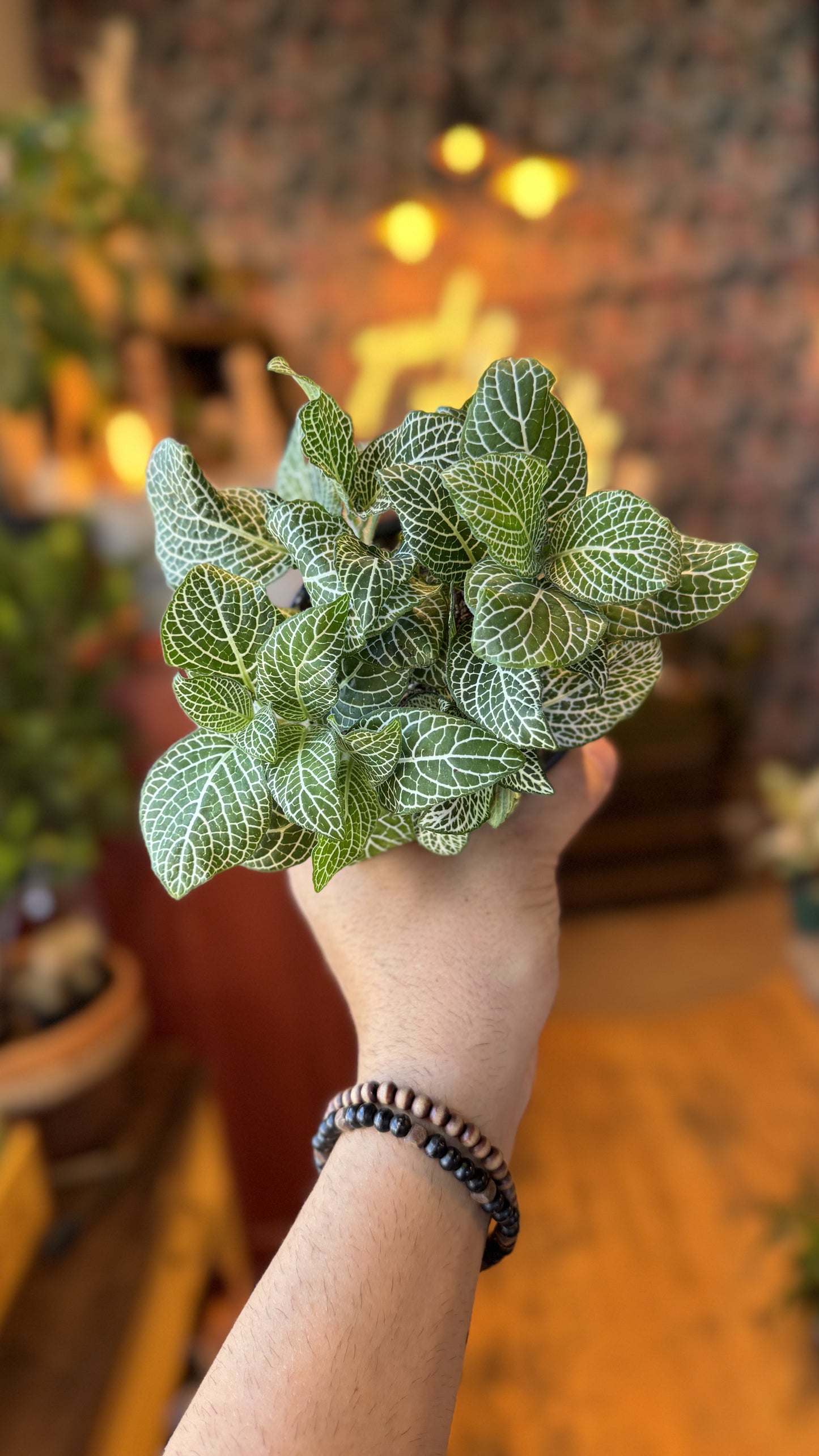 4” Fittonia Plant White