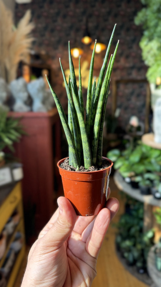 2.5” Fernwood Sansevieria