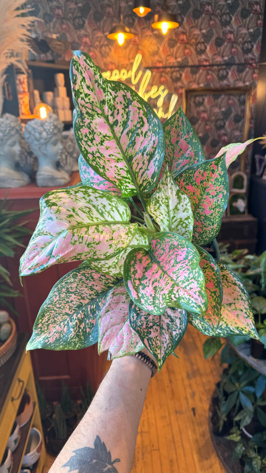 6” Pink Valentine Aglaonema