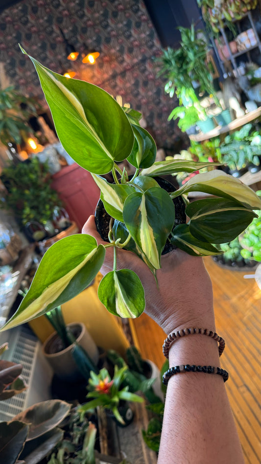 4” Silver Stripe Philodendron