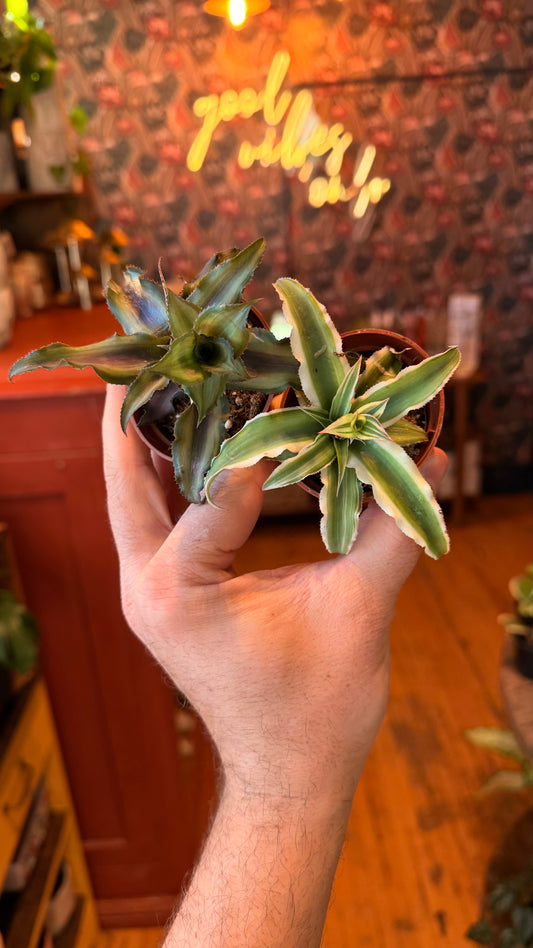 2.5” Cryptanthus Assorted