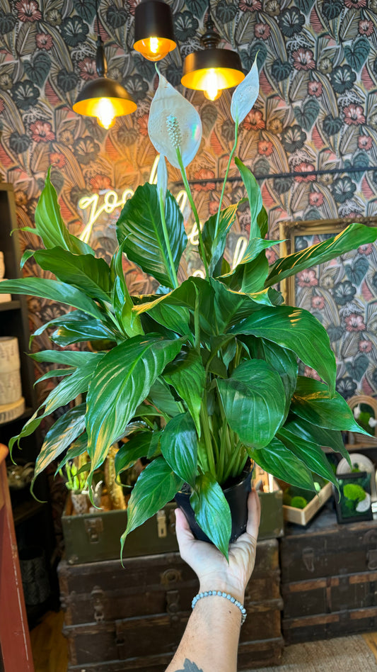 6” Peace Lily