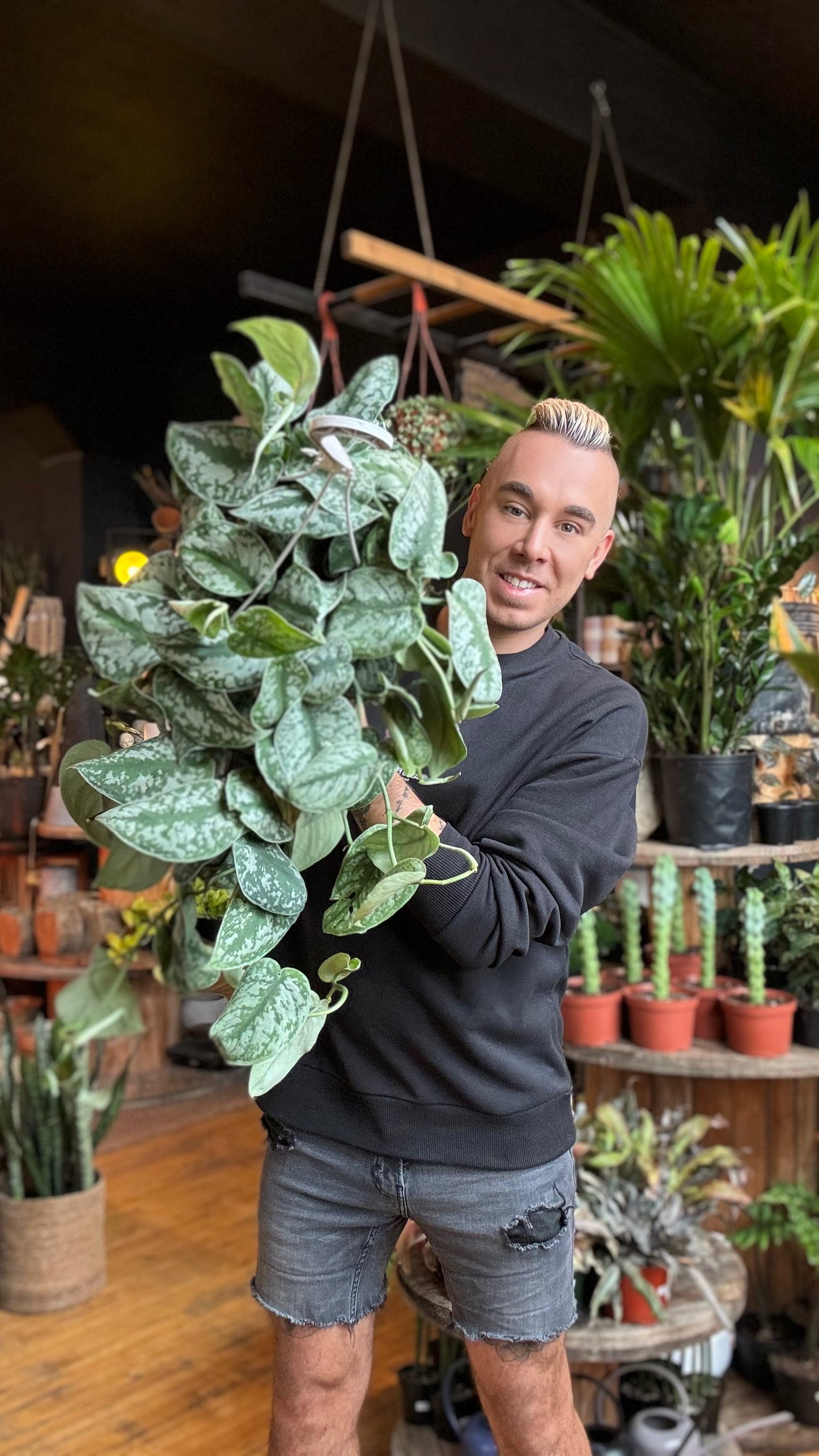 8” Exotica Scindapsus Pothos