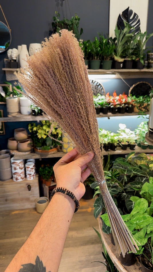 Short Seed Pampas Grass - Dried Floral