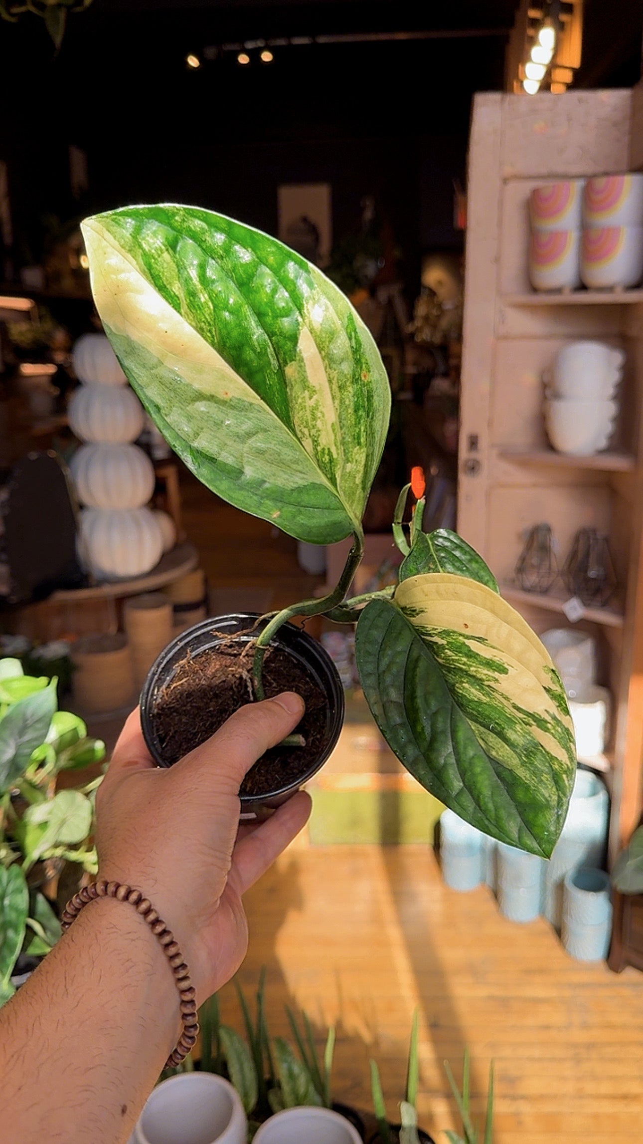 4” Monstera Peru Variegated