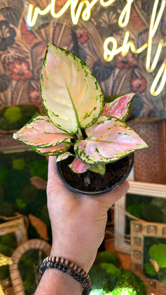 4” Aglaonema Lady Valentine