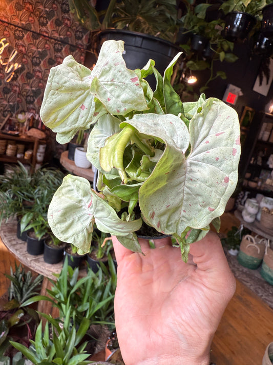 4” Pink Confetti Syngonium
