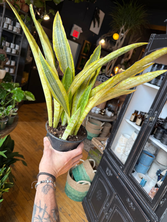 6” Yellow Stone Snake Plant