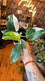 4” White Wizard Philodendron