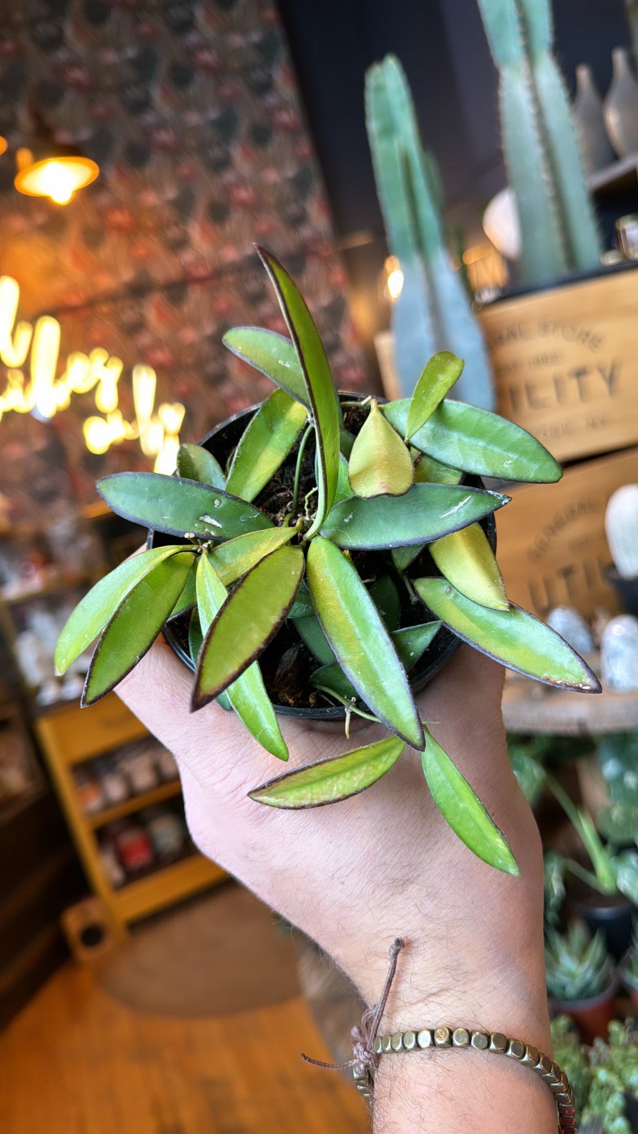 4” Wayetii Hoya