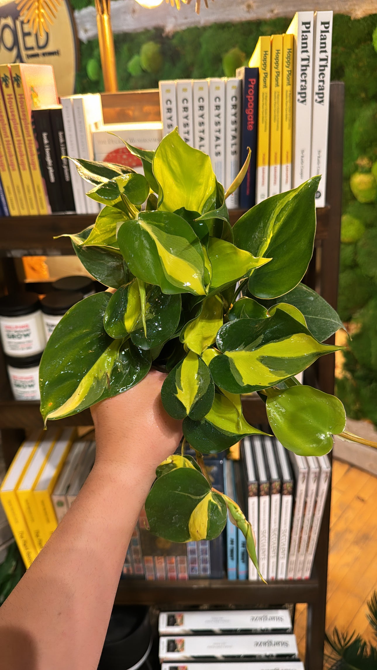 4” Brazil Philodendron