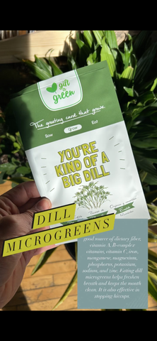 Dill Microgreens