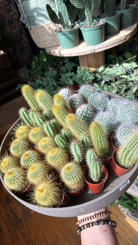 1.5” Mini Cacti Assorted