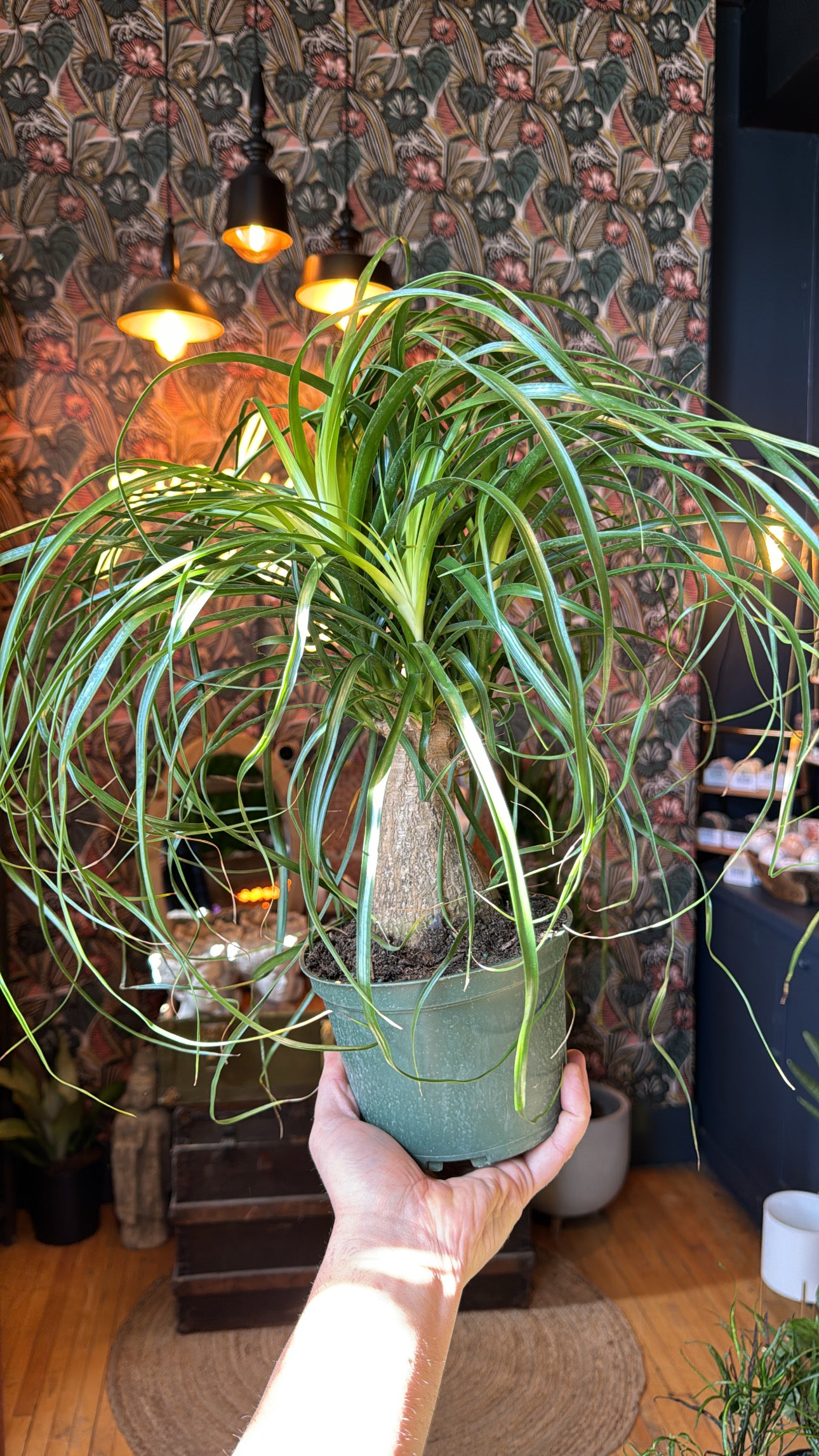 6” Ponytail Palm