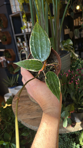 4” Macrophylla Hoya