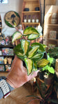 4” Hoya Carnosa Tri-colour