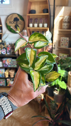 4” Hoya Carnosa Tri-colour