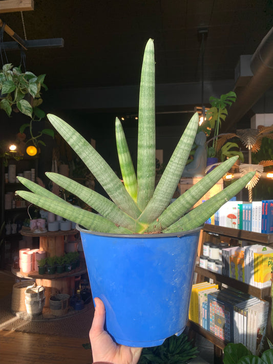 8" Sansevieria Boncel