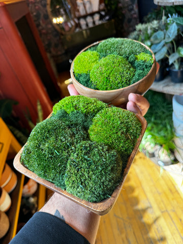 Small Desk Moss Bowls