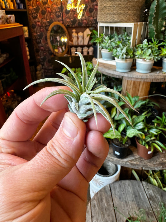 Tillandsia Ionantha