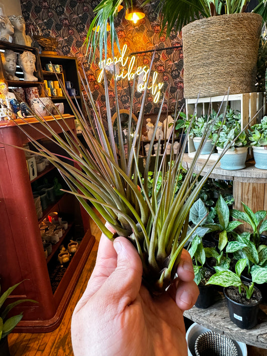 Large Airplants Assorted