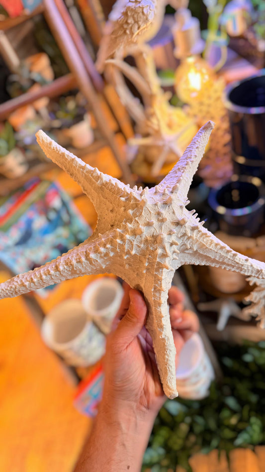 XL Starfish Decor