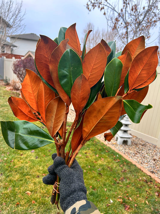 Large Magnolia Bough