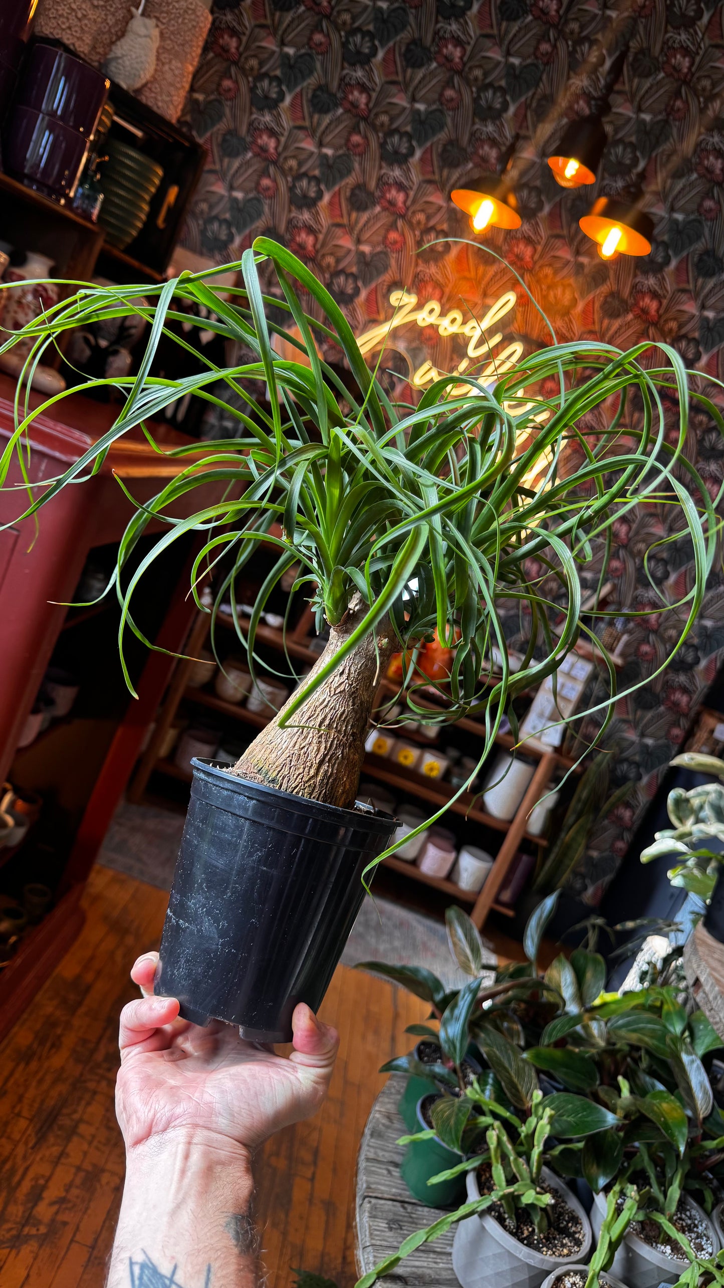 6” Ponytail Palm