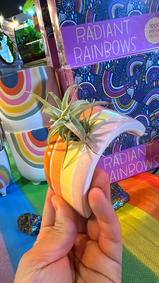 Rainbow Airplant Holder