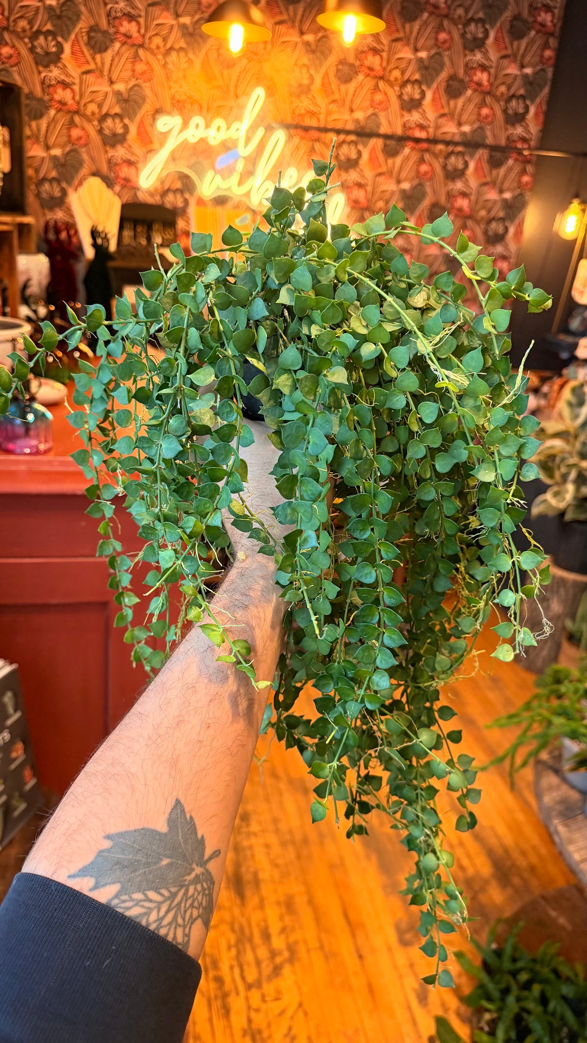 4” Million Hearts Dischidia XL